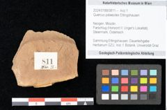 Foto (Objekt + Etikett) von Quercus palaeoilex Ettingshausen (NHMW-GEO-2024-0188-0811)